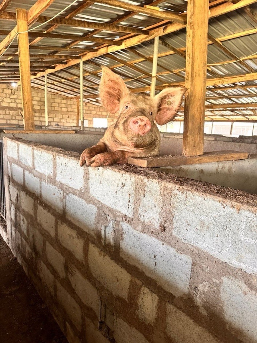Curious pig at Kihera Farms