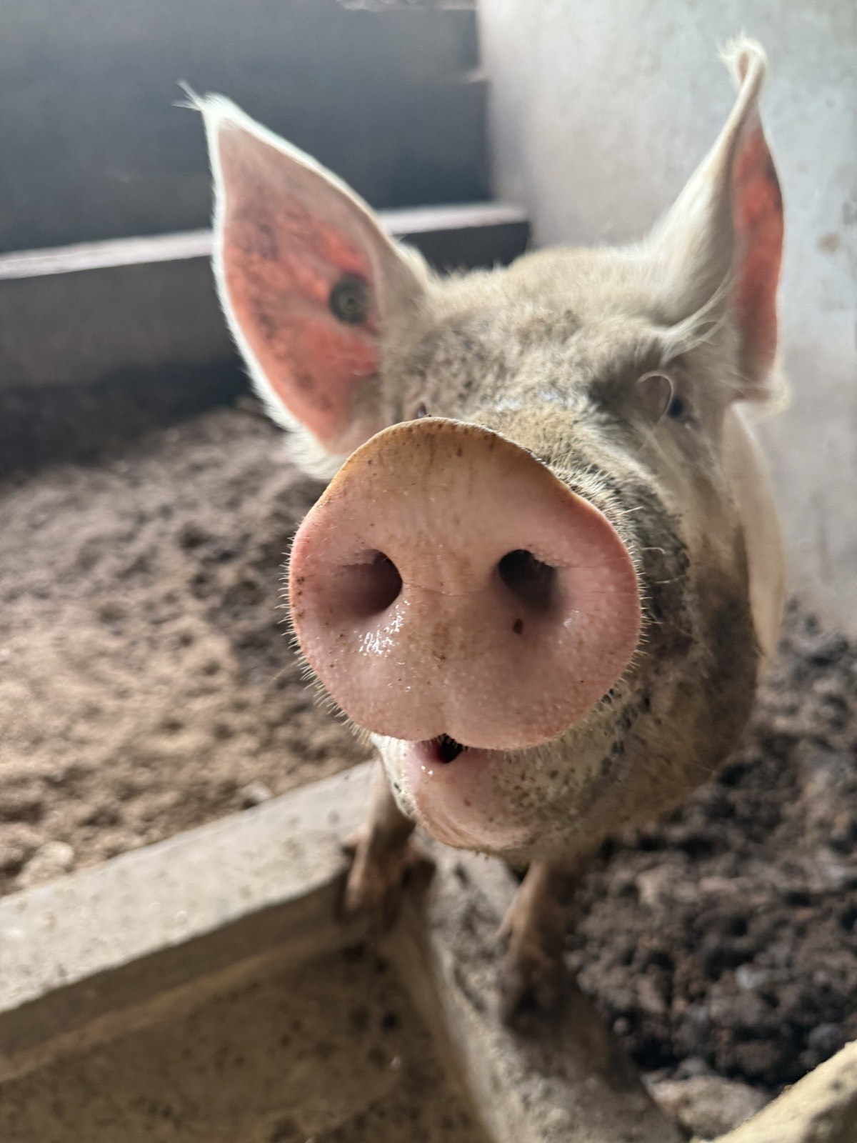 Pig close-up at Kihera Farms
