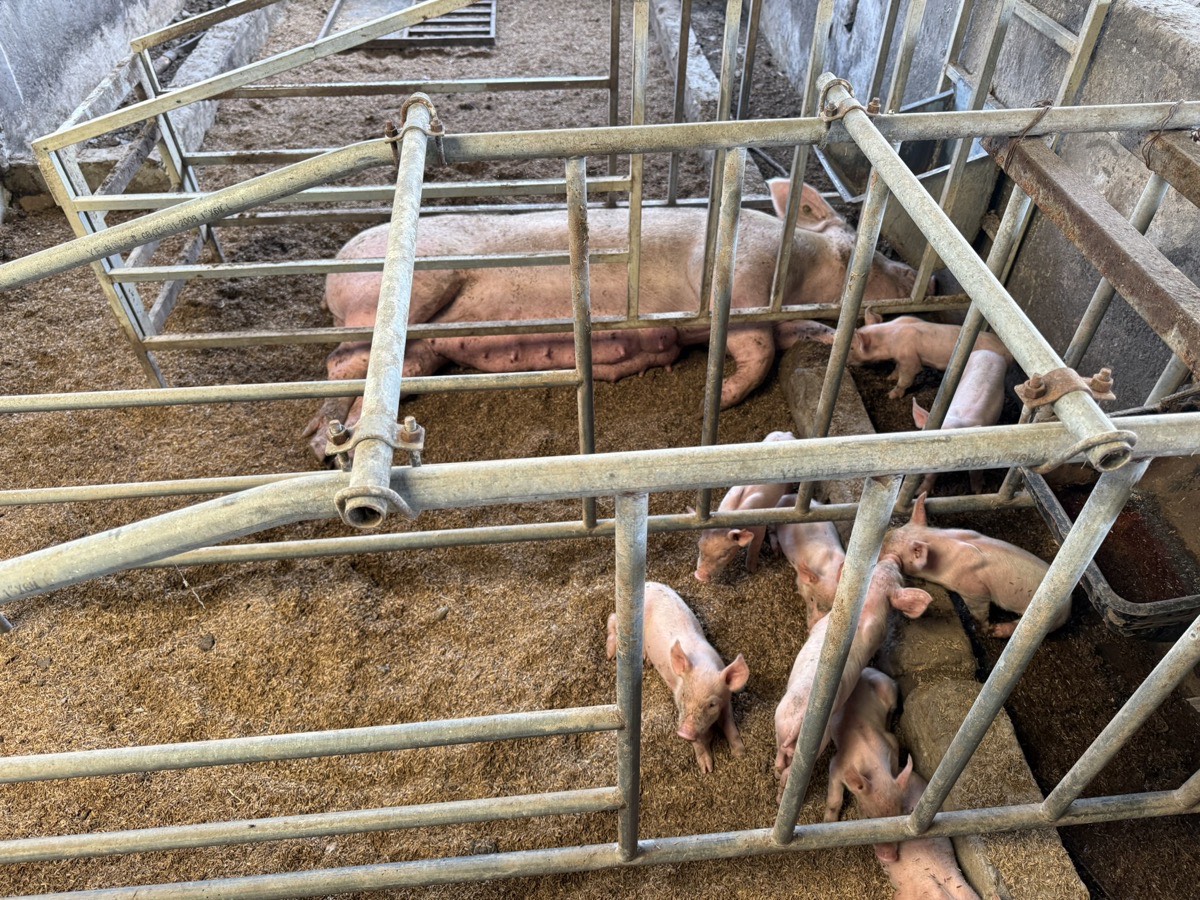 Sow with piglets in farrowing pen