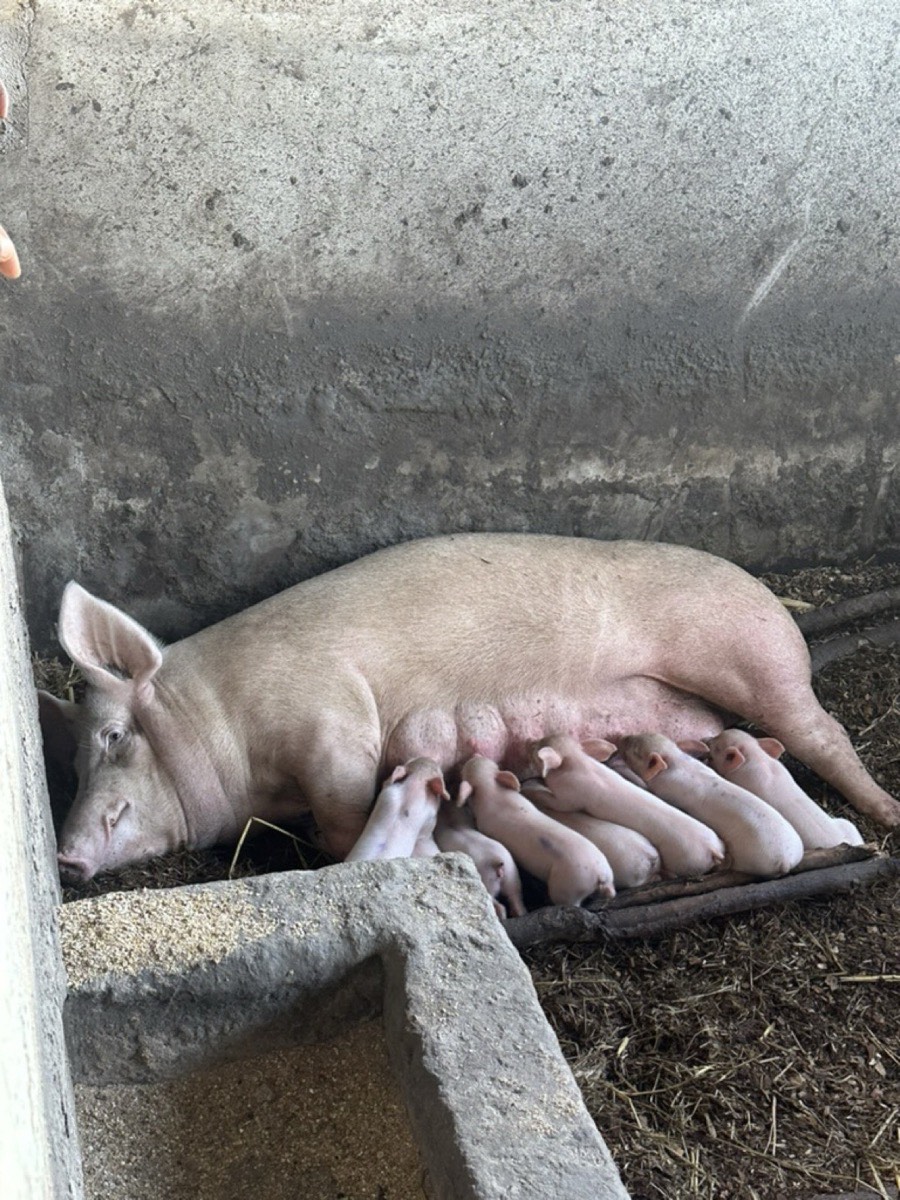 Mother sow nursing piglets