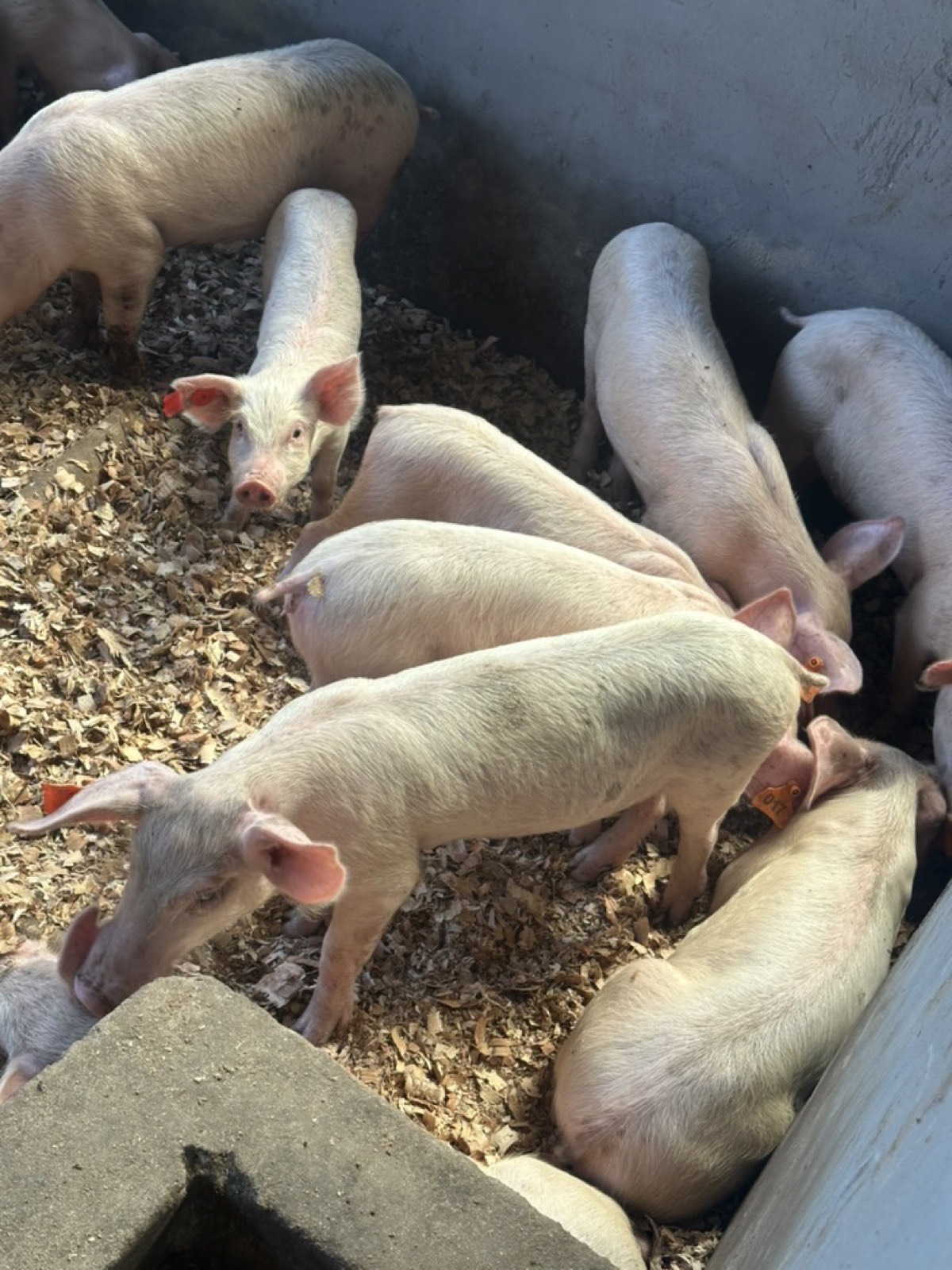 Grower pigs at Kihera Farms