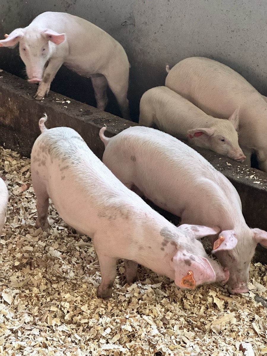 Bulk orders from Kihera Farms