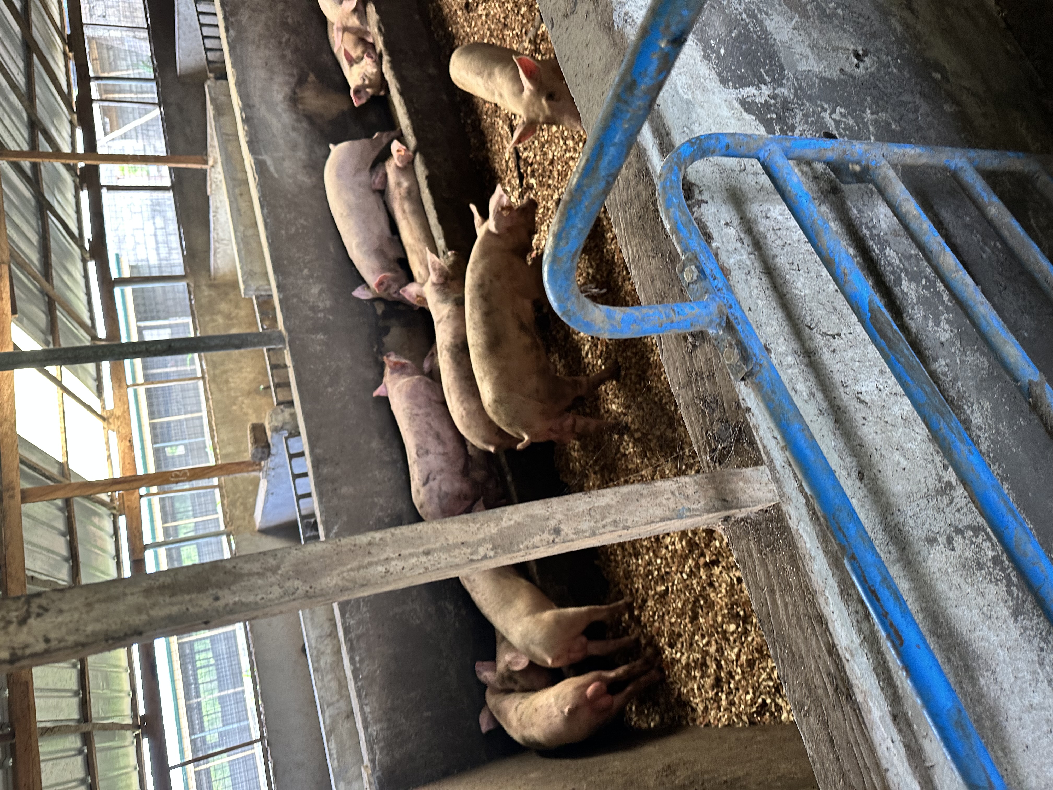 Pigs at feeding station