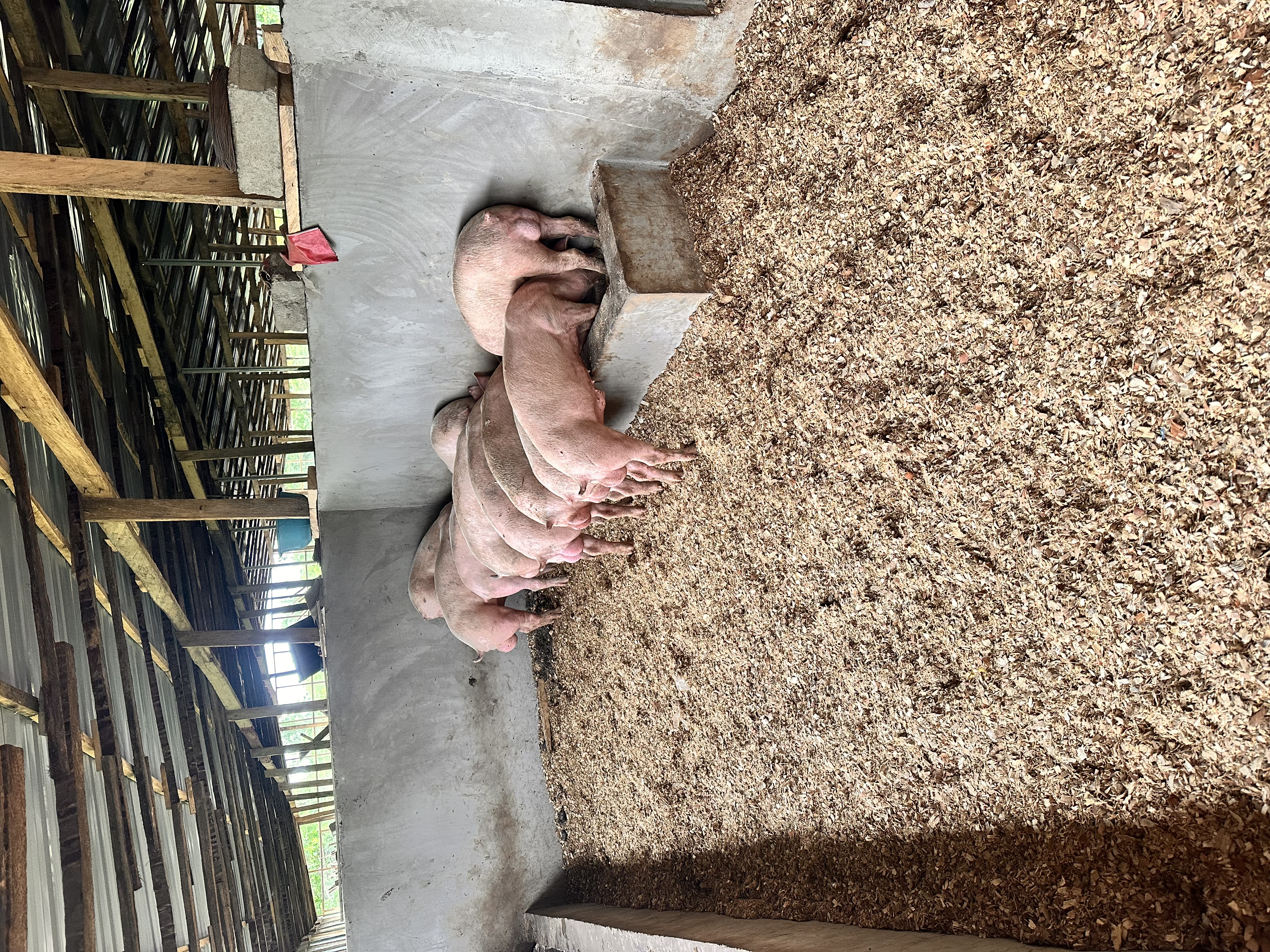 Sow with piglets nursing