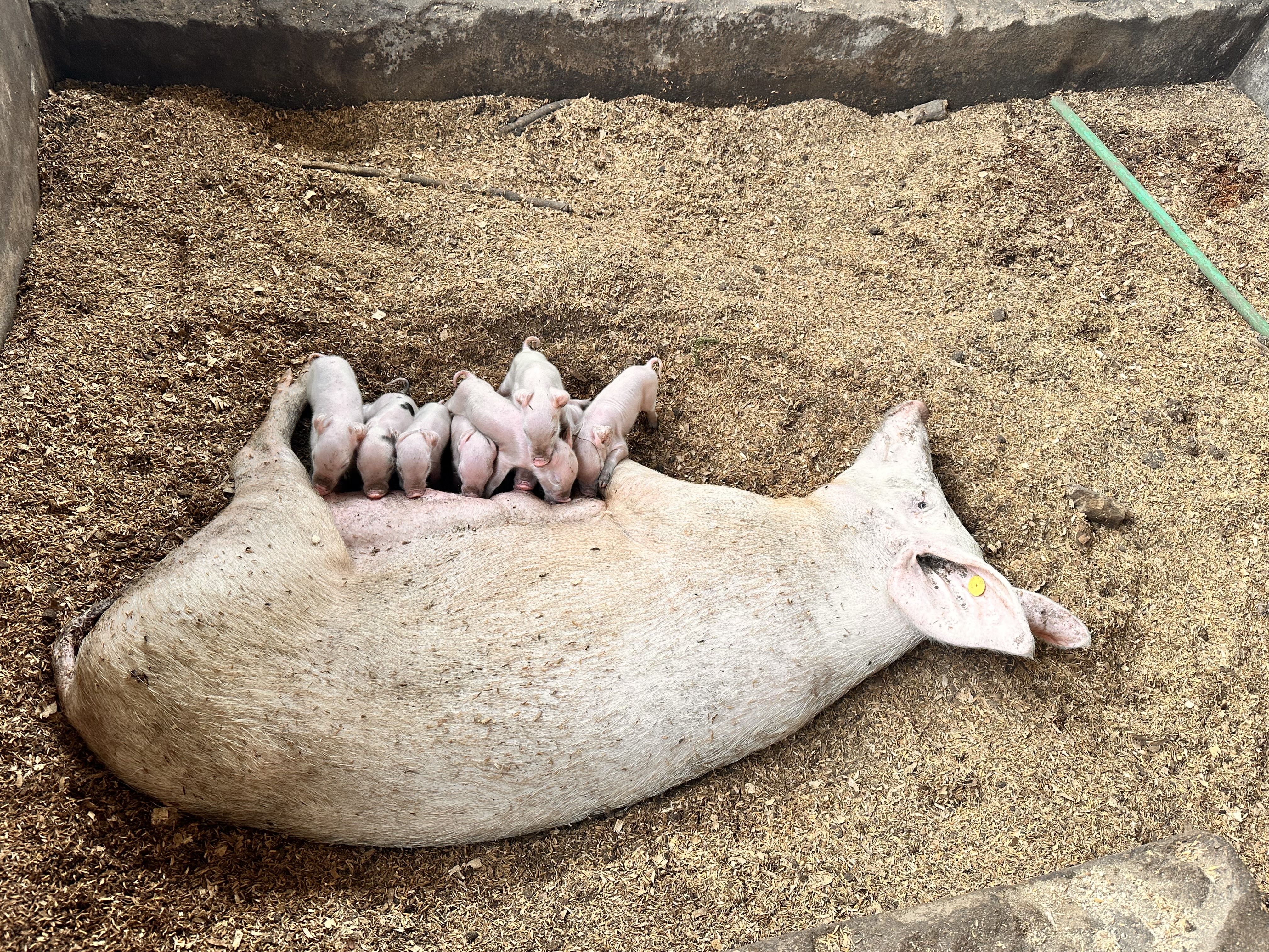 Sow nursing piglets at Kihera Farms