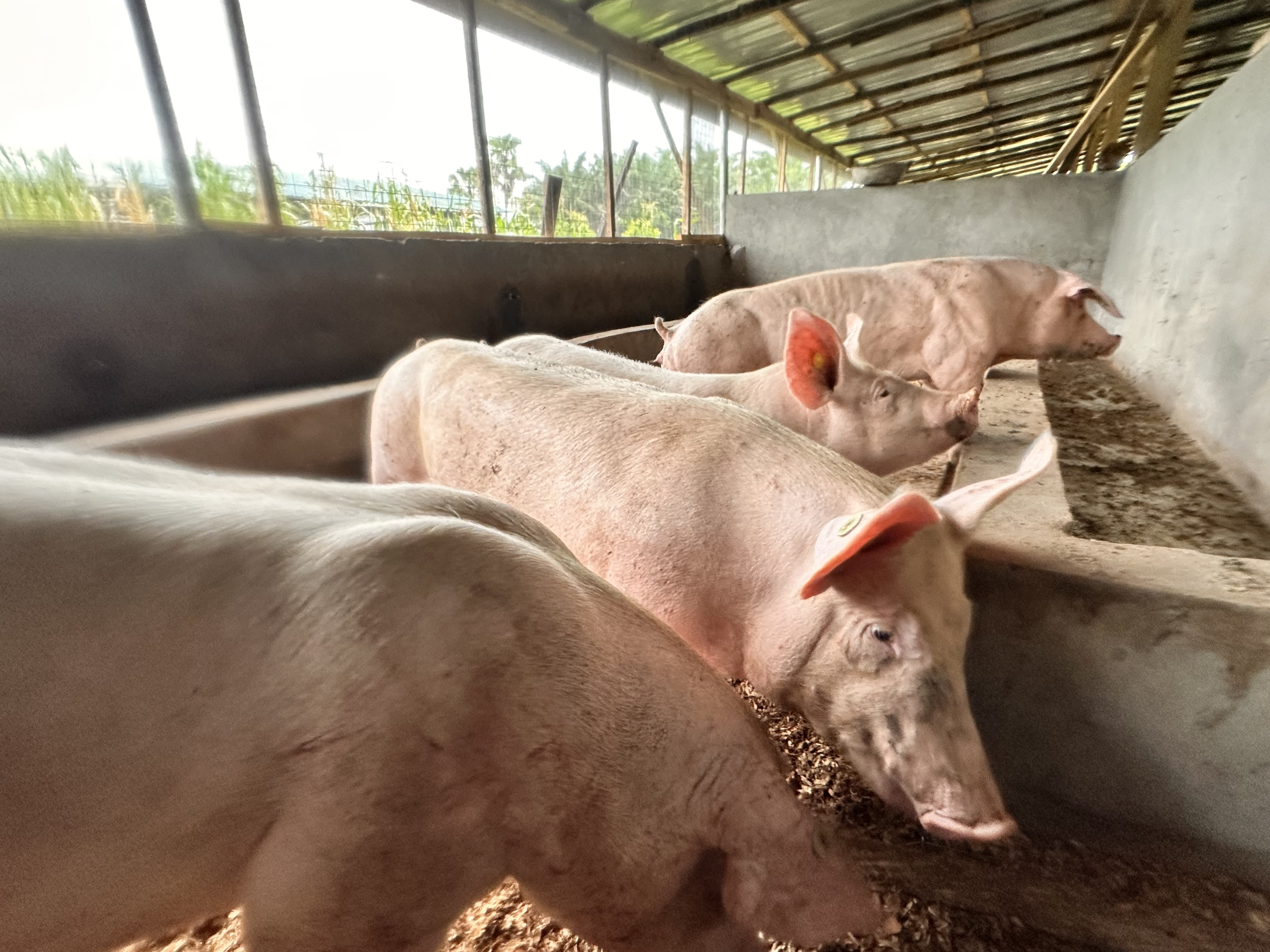 Grower pigs lined up in pen at Kihera Farms