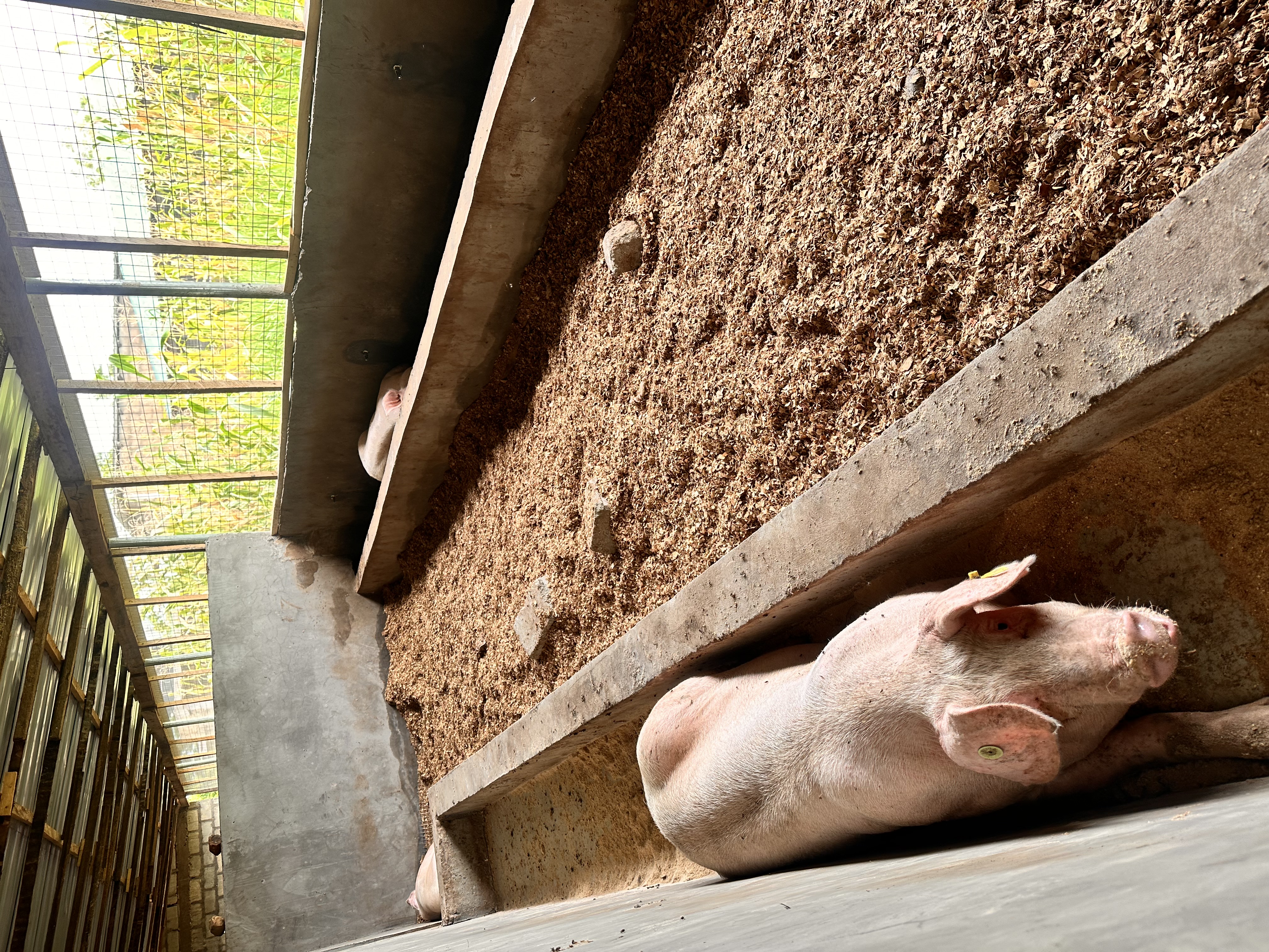 Pig resting in clean pen