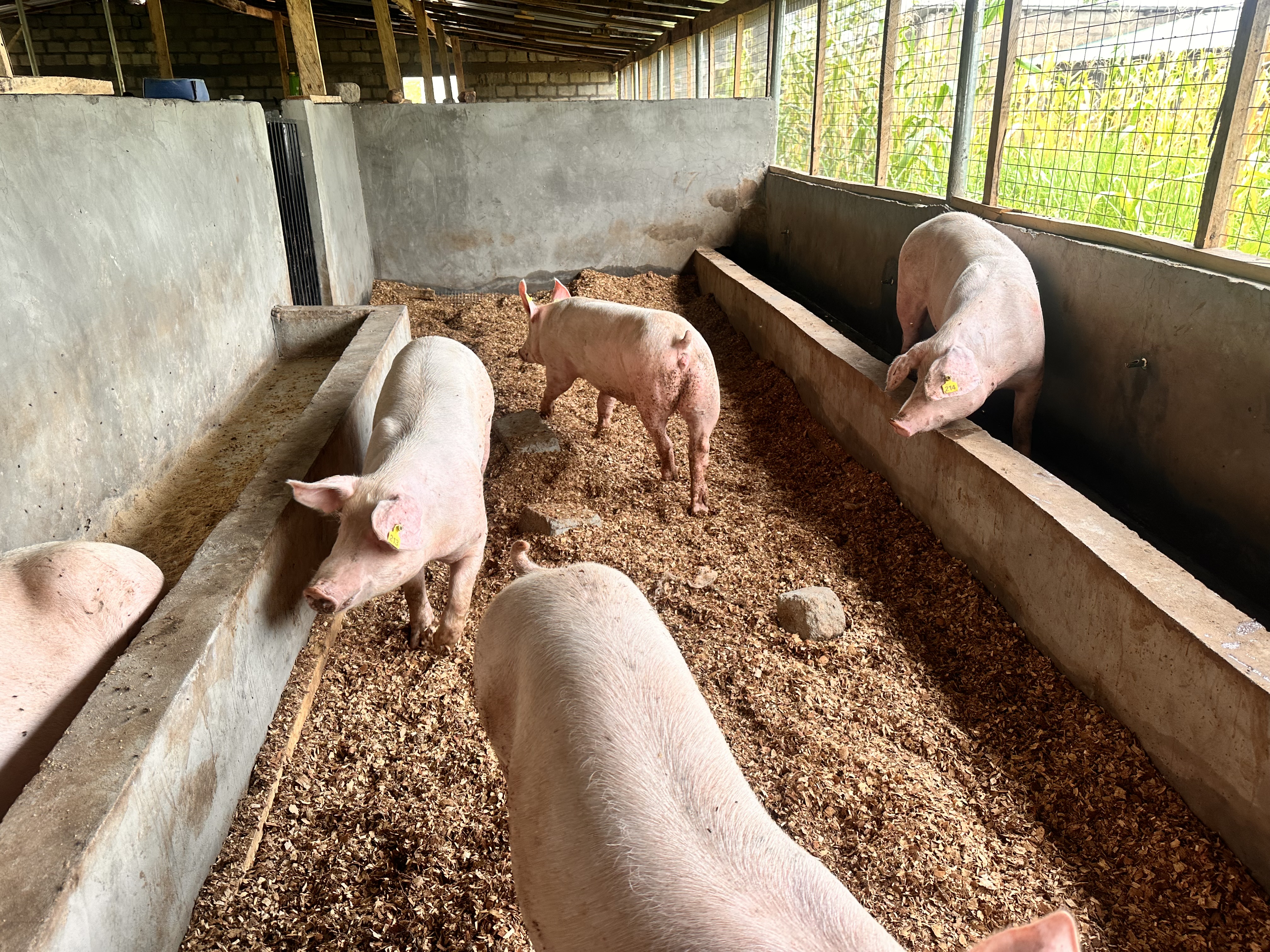 Weaners at feeding trough