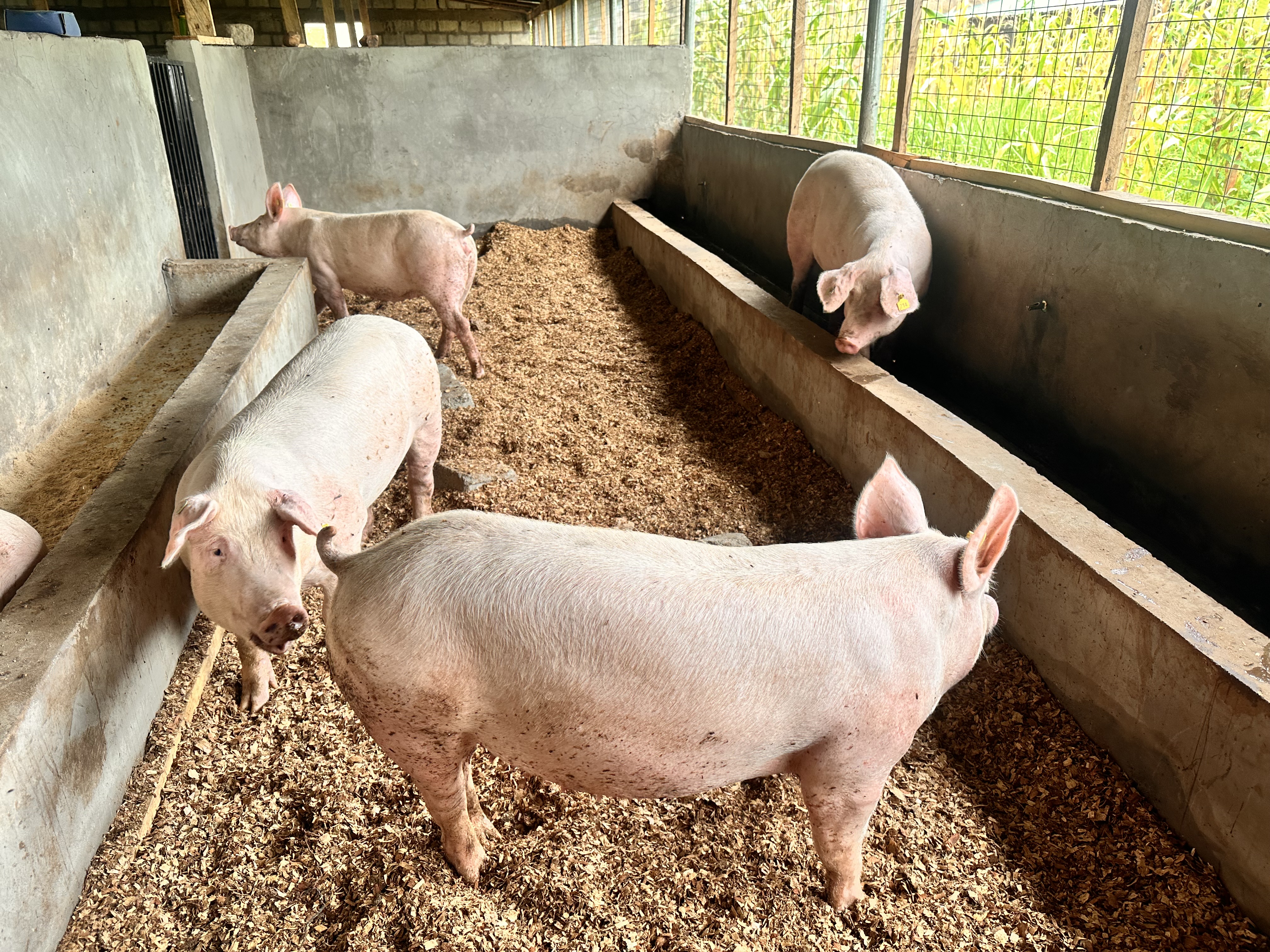 Young pigs in pen at Kihera Farms