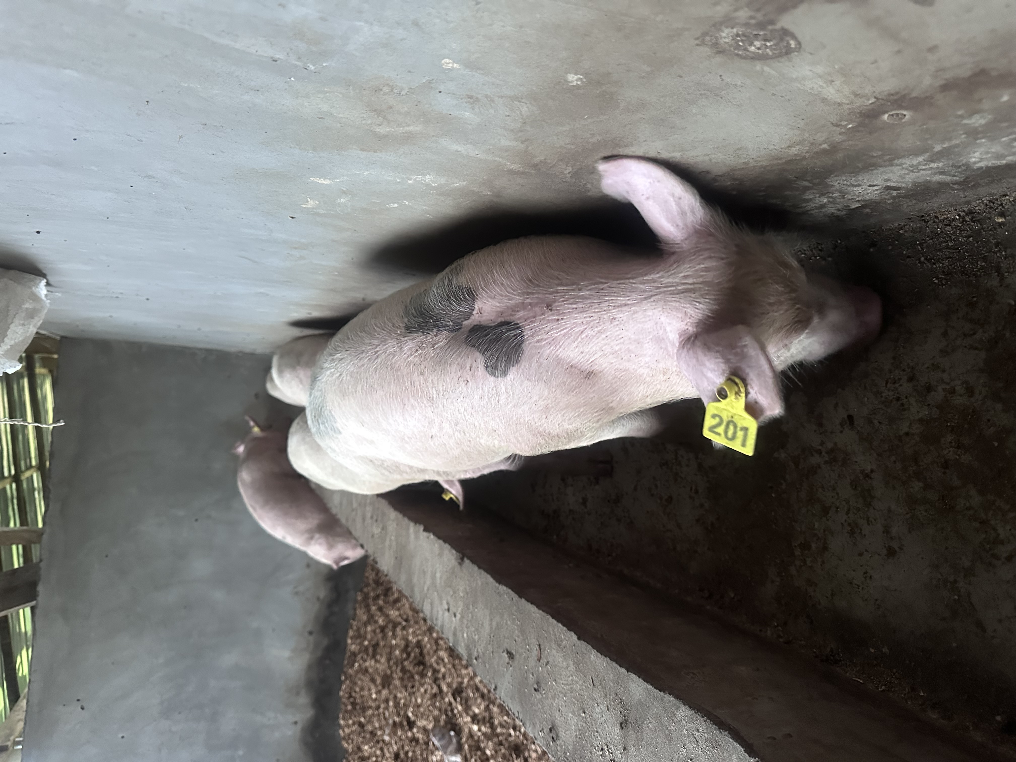 Tagged pig #201 at Kihera Farms