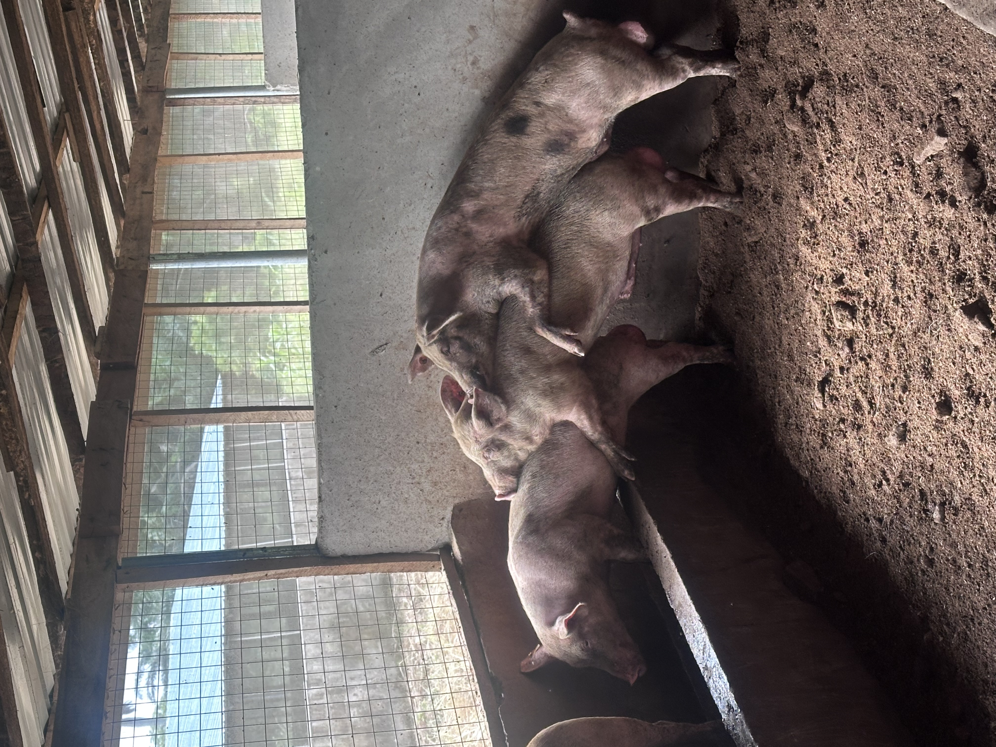 Piglets in pen at Kihera Farms